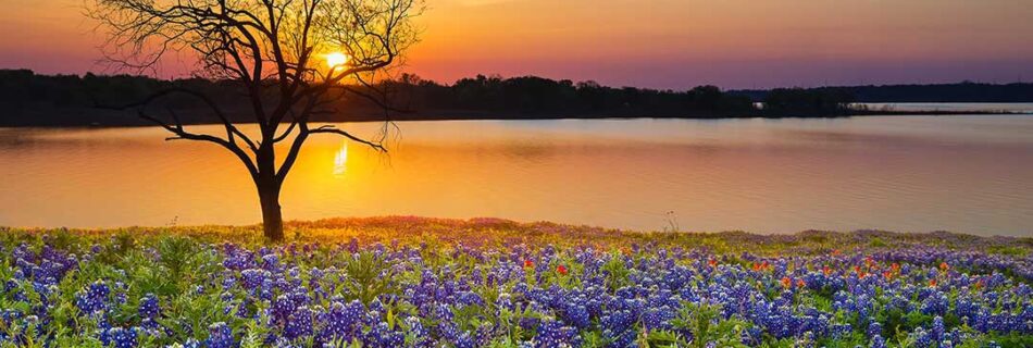 Beautiful Texas sunset over lake with Bluebonnets and Indian Paintbrush flowers